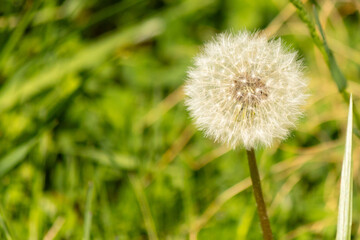 This is a picture of a dandelion in its seed dispersal stage. The white fluffy area is called a pappus with so many seeds attached. Each one has its own parachute to get carried off by the wind.