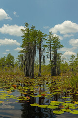 swamp landscape in the Okefenokee National Wildlife Refuge in Georgia