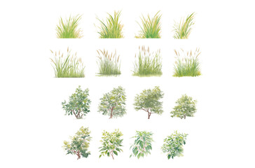 bush, shurb watercolor vector illustration, Minimal style tree painting hand drawn, Side view, set of graphics plant elements drawing for architecture and landscape design. Tropical