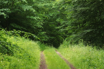 Forest path in bright green after the rain