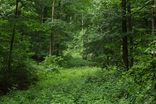 Forest and hills on a rainy summer day