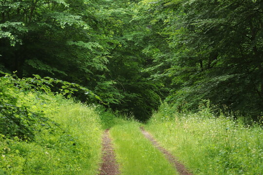 Forest path in bright green after the rain
