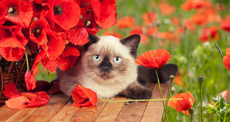 Cute little kitten with poppies flowers lying on a wooden table in the field in summer