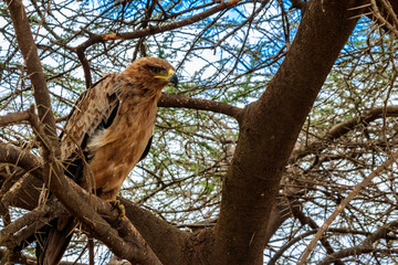 Tawny eagle (Aquila rapax) on a tree in Serengeti national park, Tanzania