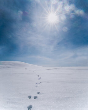 A strong backlit snowy landscape. Animal tracks over a huge field of snow.