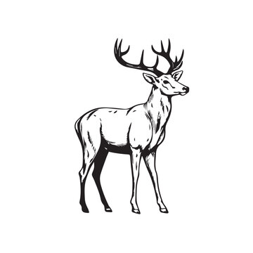 Vector image of an deer in cartoon, doodle style. Black and white. Logo, icon style