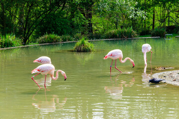 Flock of lesser flamingos (Phoenicoparrus minor) in a lake