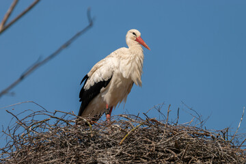 Stork at the lake of Pfaeffikersee in Zurich in Switzerland