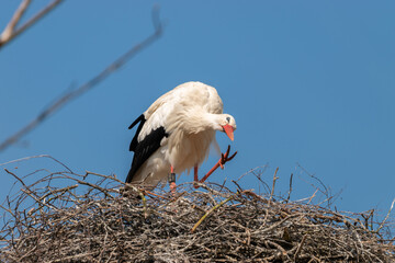Stork at the lake of Pfaeffikersee in Zurich in Switzerland