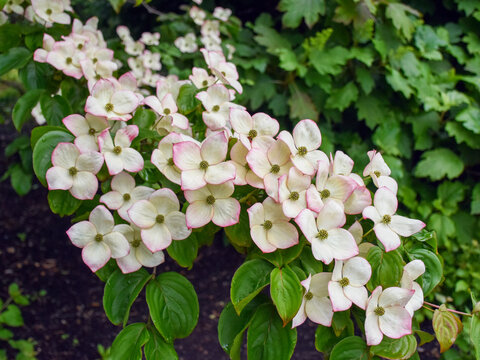 Pink and white flowers of Cornus kousa Miss Satomi, a small flowering dogwood tree.
