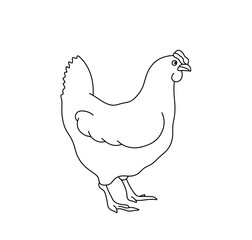 Vector isolated one single chicken hen fowl bird standing side view colorless black and white contour line easy drawing