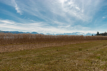 Obraz premium Landscape around the lake Pfaeffikersee in Zurich in Switzerland