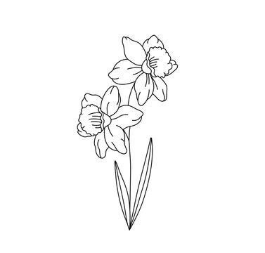 Vector isolated two pair couple narcissus flowers branch twig bouquet colorless black and white contour line easy drawing