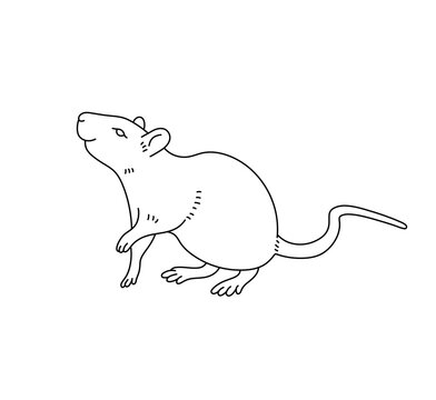 Vector isolated one single cute cartoon rat mouse pet domestic colorless black and white contour line easy drawing