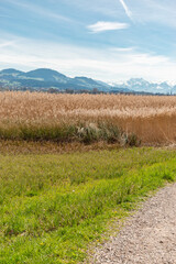 Landscape around the lake Pfaeffikersee in Zurich in Switzerland