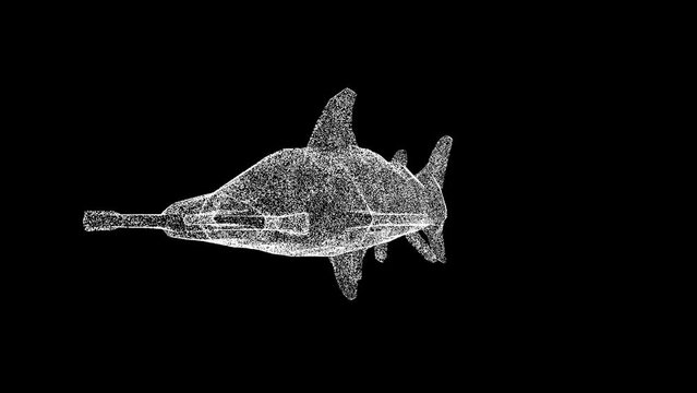 3D Hammerhead Shark rotates on black bg. Wild animals concept. Protection of the environment. For title, text, presentation. Object made of shimmering particles. 3d animation 60 FPS