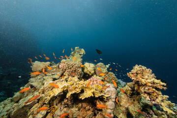 Fototapeta na wymiar Beautiful tropical coral reef with shoal or colored coral fish.