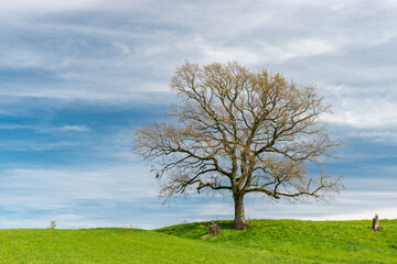 Fototapeta na wymiar Big tree on a green hill in Pfaeffikon in Switzerland