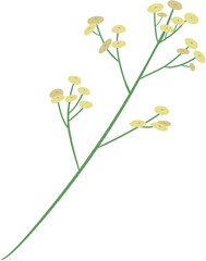 yellow flower isolated 