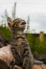 Kitten licks itself in nature
