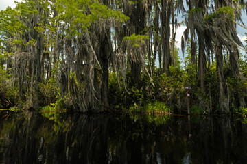 swamp landscape in the Okefenokee National Wildlife Refuge in Georgia