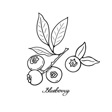 Blueberry. Black and white berries. Hand-drawn flat image. Vector illustration on a white background.