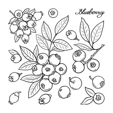 Blueberry. Black and white berries set. Hand-drawn flat image. Vector illustration on a white background.