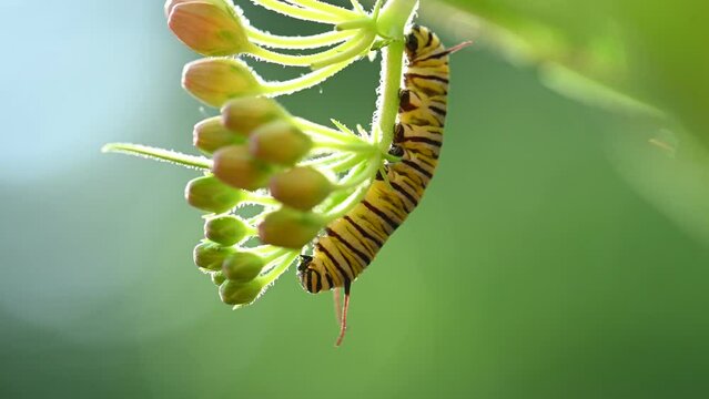 Monarch Caterpillar eating orang milkweed