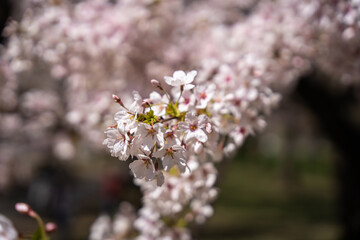 Cherry Blossoms in Central Park, Manhattan, New York