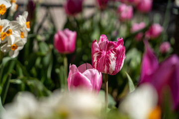 Tulips in Manhattan, New York