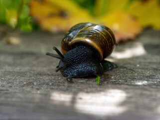 A black snail with a nice green-brown shell. Who came out of his shell on the board