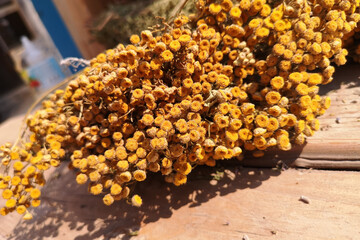 Tansy, a plant with yellow flowers, medicinal herb. Collection, terms, harvesting of dried herbs. Close-up. Choleretic and antihelminthic agent. Ethnoscience.