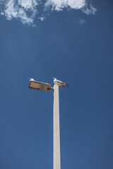 Seagull bird perched on top of a street light pole with big blue sky near Santa Barbara Castle on Alicante. Summer vacation in Spain.  - famous landmark. Alicante, Costa Blanca, Spain.