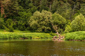 Fototapeta na wymiar Beautiful green summer landscape of a meadow near a river and a forest. a small river running through the field.