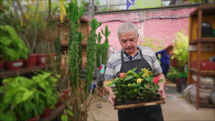 Mature Man Carrying Plant Pots in Local Gardening Business Store Aisle with happy expression. Senior staff wearing apron walking with Flowers
