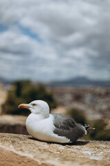 Seagull at the Harbour in the Mediterranean Sea from Santa Barbara Castle, Alicante is ready to fly over the seashore and sitting on the edge of Santa Barbara castle fort. Summer vacation
