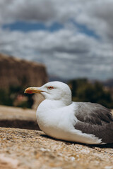 Seagull at the Harbour in the Mediterranean Sea from Santa Barbara Castle, Alicante is ready to fly over the seashore and sitting on the edge of Santa Barbara castle fort. Summer vacation