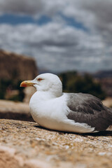 Naklejka premium Seagull at the Harbour in the Mediterranean Sea from Santa Barbara Castle, Alicante is ready to fly over the seashore and sitting on the edge of Santa Barbara castle fort. Summer vacation