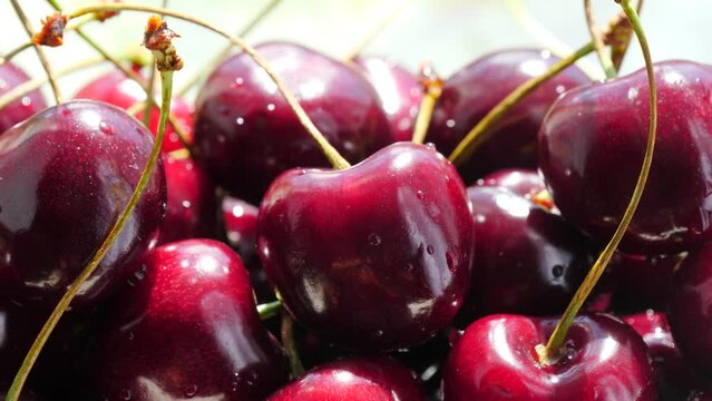 Close up of many fresh cherry fruits. Healthy eating, season harvest.