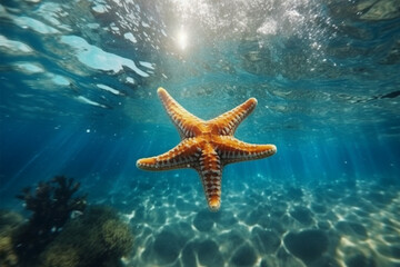 Fototapeta na wymiar starfish in the sea