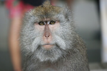 Obraz premium Portrait of a monkey, Ubud monkey forest, Indonesia.Portrait of a monkey, Ubud monkey forest, Indonesia.