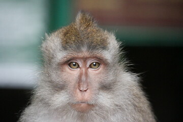 Portrait of a monkey, Ubud monkey forest, Indonesia.Portrait of a monkey, Ubud monkey forest, Indonesia.