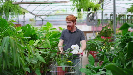 Male Customer Walking in Horticulture Store aisle with shopping Cart. Dynamic tracking shot of Young Man Seeking Plants at Local Gardening Shop