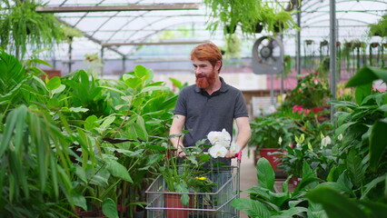 Obraz premium Male Customer Walking in Horticulture Store aisle with shopping Cart. Dynamic tracking shot of Young Man Seeking Plants at Local Gardening Shop