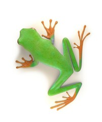 Fototapeta premium red eyed tree frog from tropical rainforest of Costa Rica isolated on white. Beautiful green and blue treefrog is an exotic animal from the rain forest. 3d render