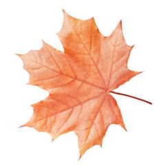 autumn red-orange veined maple leaf