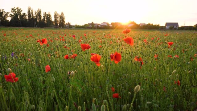poppy field flowers of red poppy
