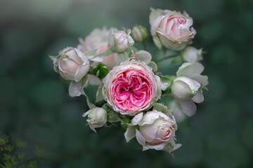 Pale pink and white pashmina rose buds in full bloom. Beautiful roses on a blurred background with beautiful bokeh.