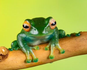 Yellow eye tree frog sitting on a branch