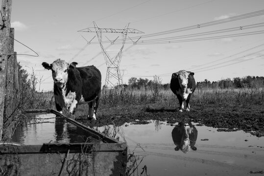 Vacas